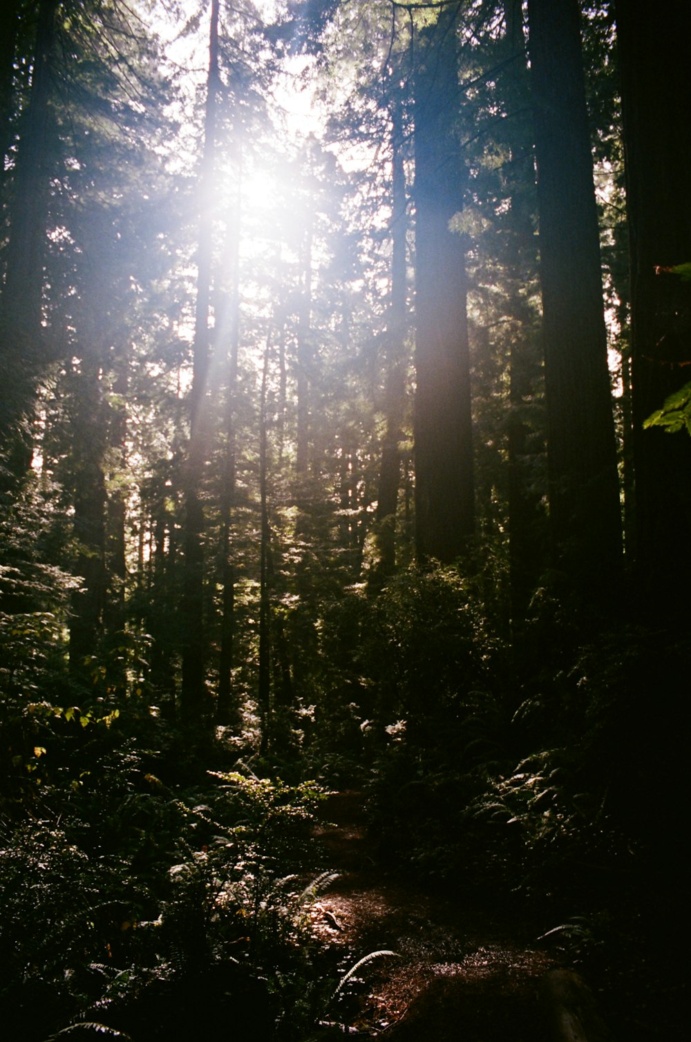 O sol está brilhando através das árvores na floresta