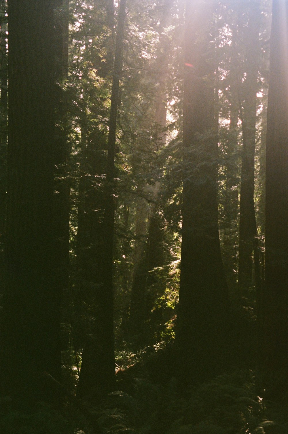 El sol brilla a través de los árboles en el bosque