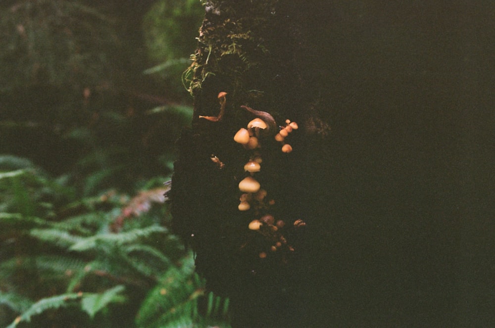 mushrooms growing on a tree in a forest
