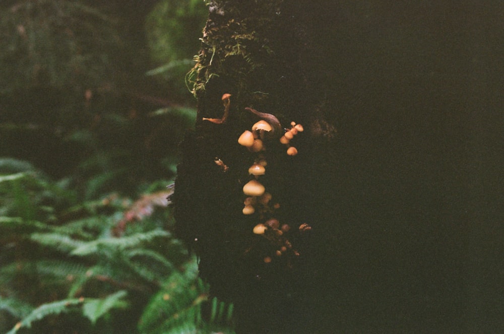 Pilze, die auf einem Baum in einem Wald wachsen