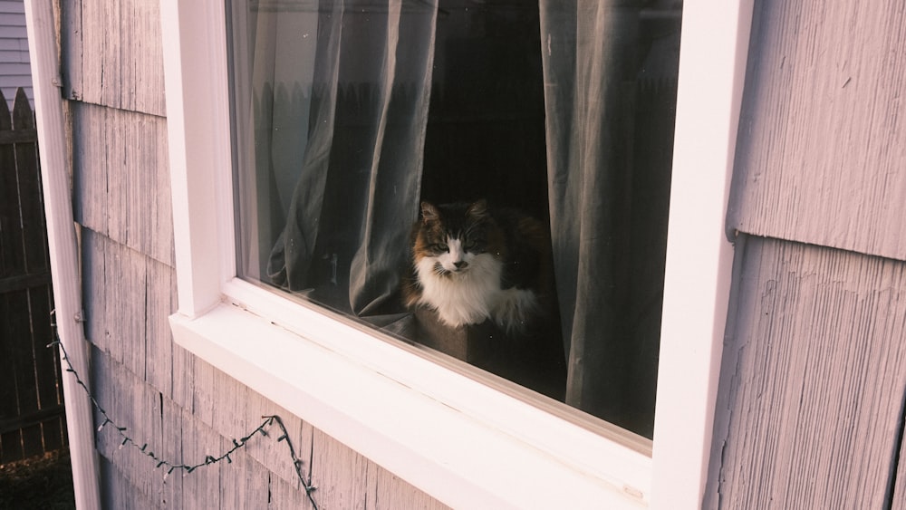 Un gato está mirando por una ventana