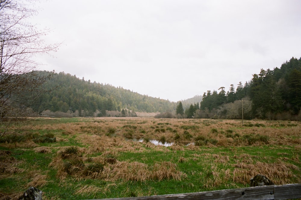 a grassy field with trees in the background