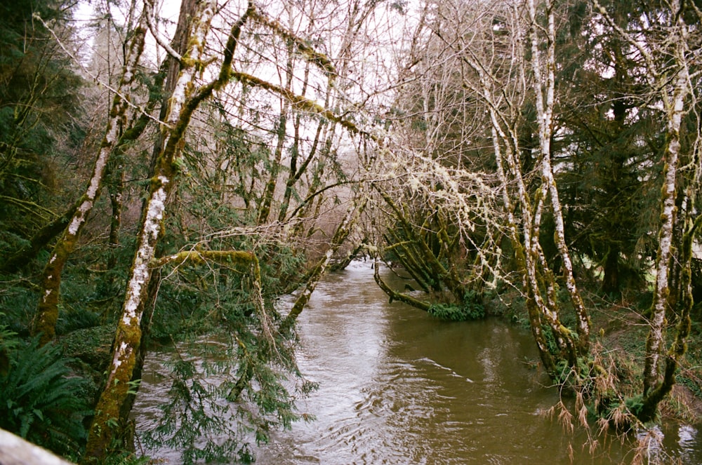 un río que corre a través de un bosque lleno de muchos árboles