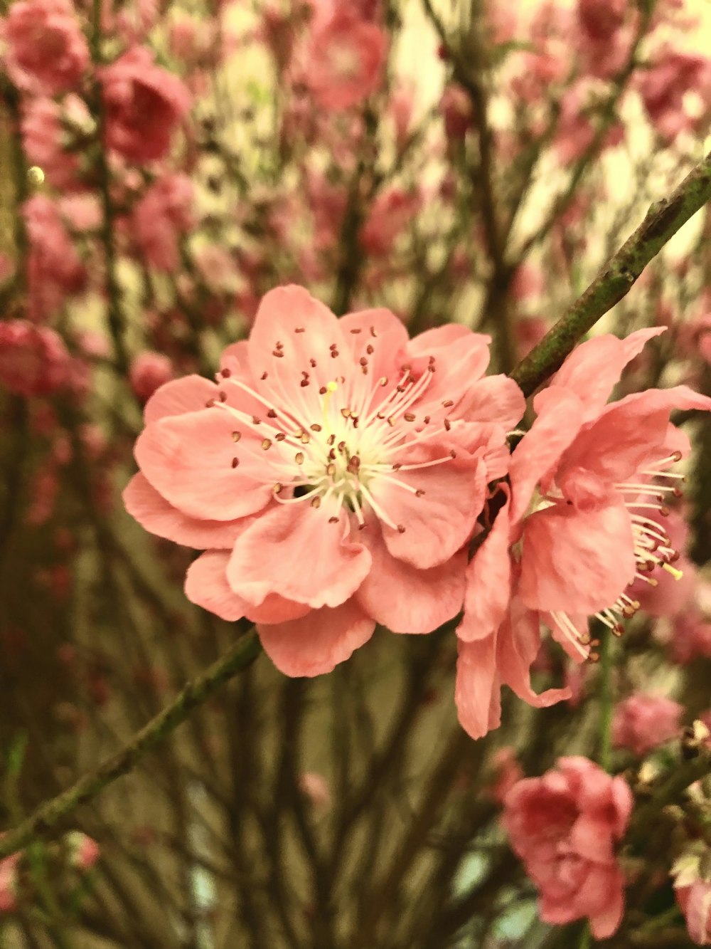 a bunch of pink flowers in a vase