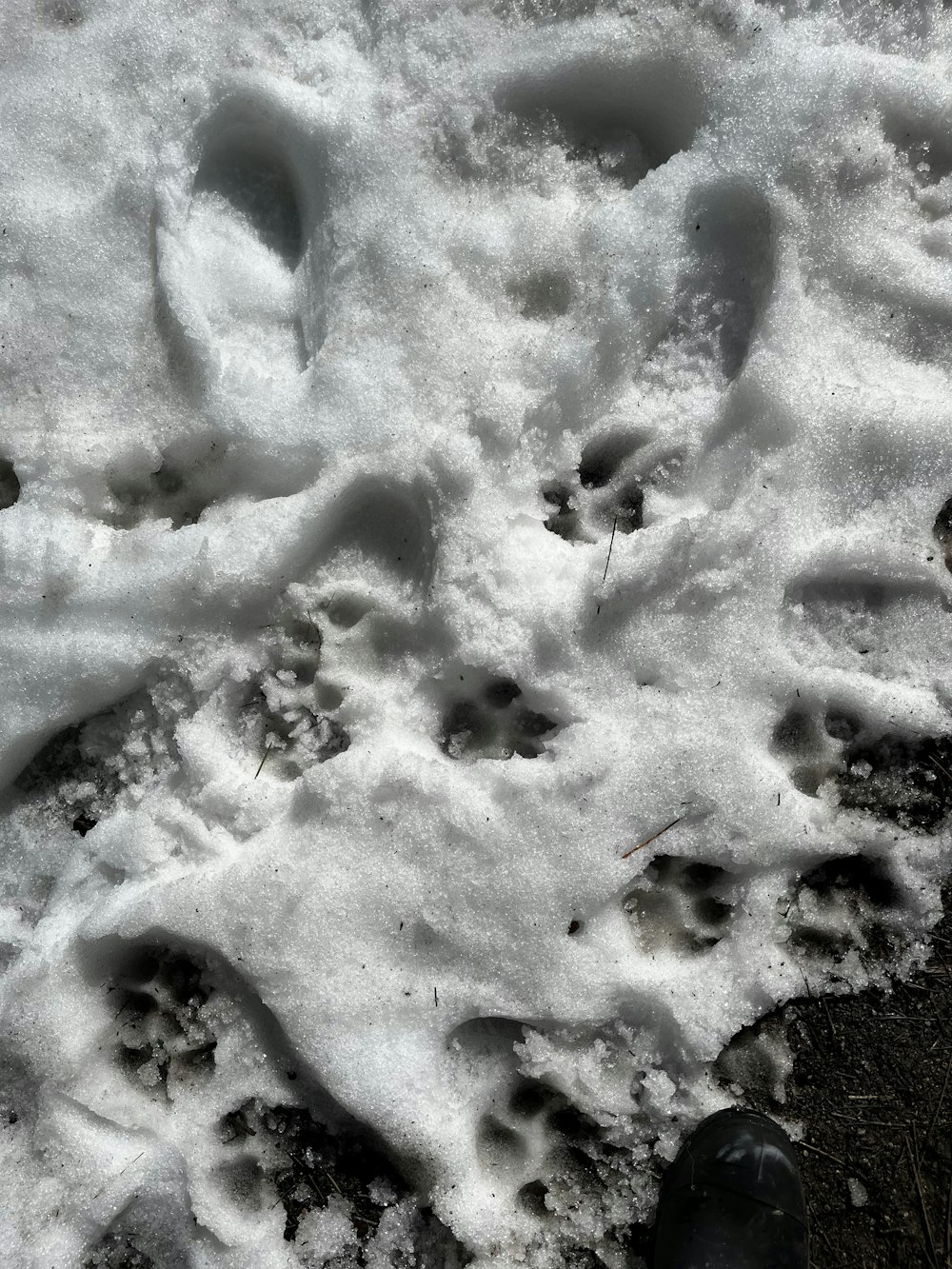 a snow covered ground with footprints of people and animals