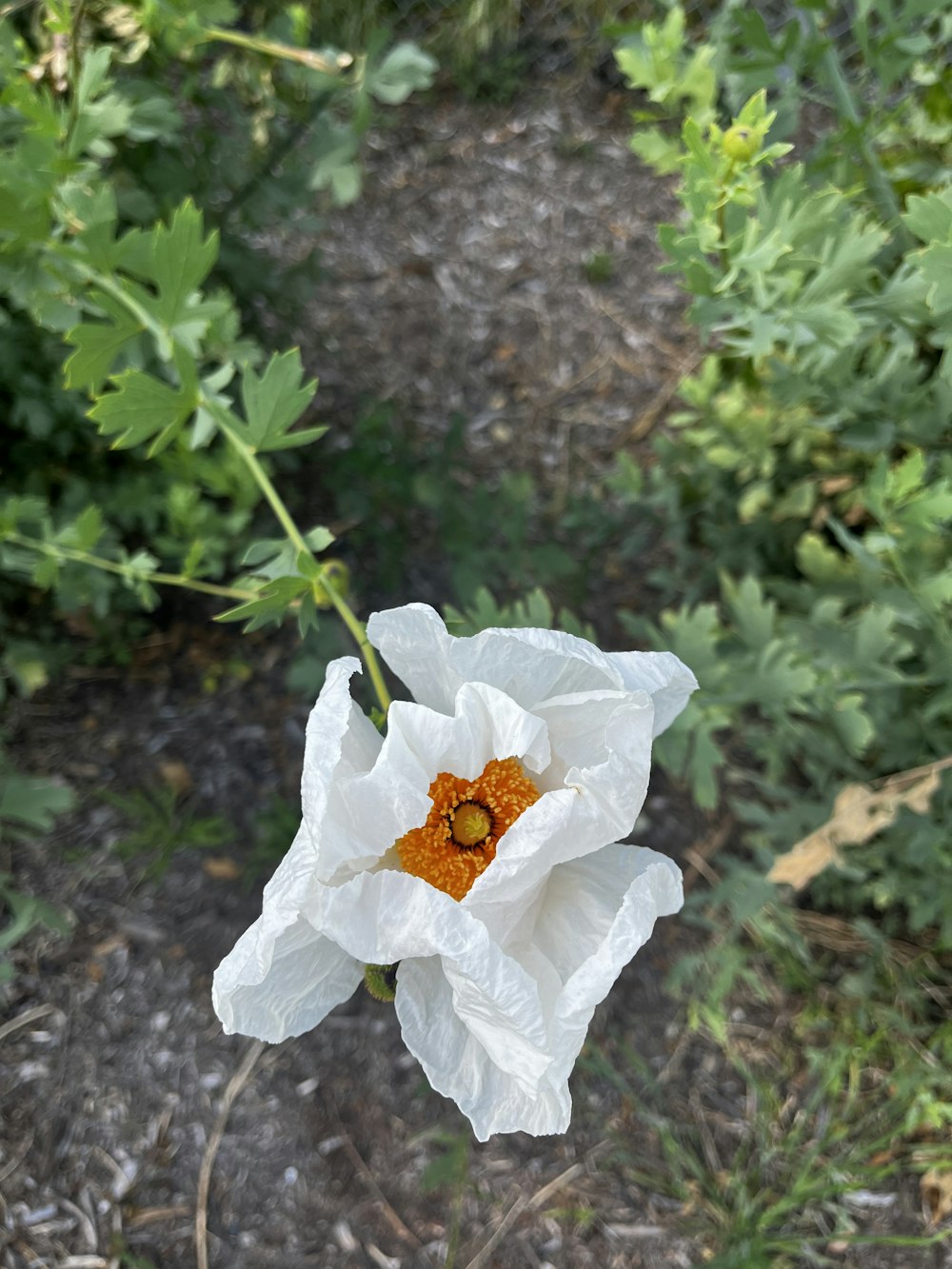 a white flower with a yellow center in a field