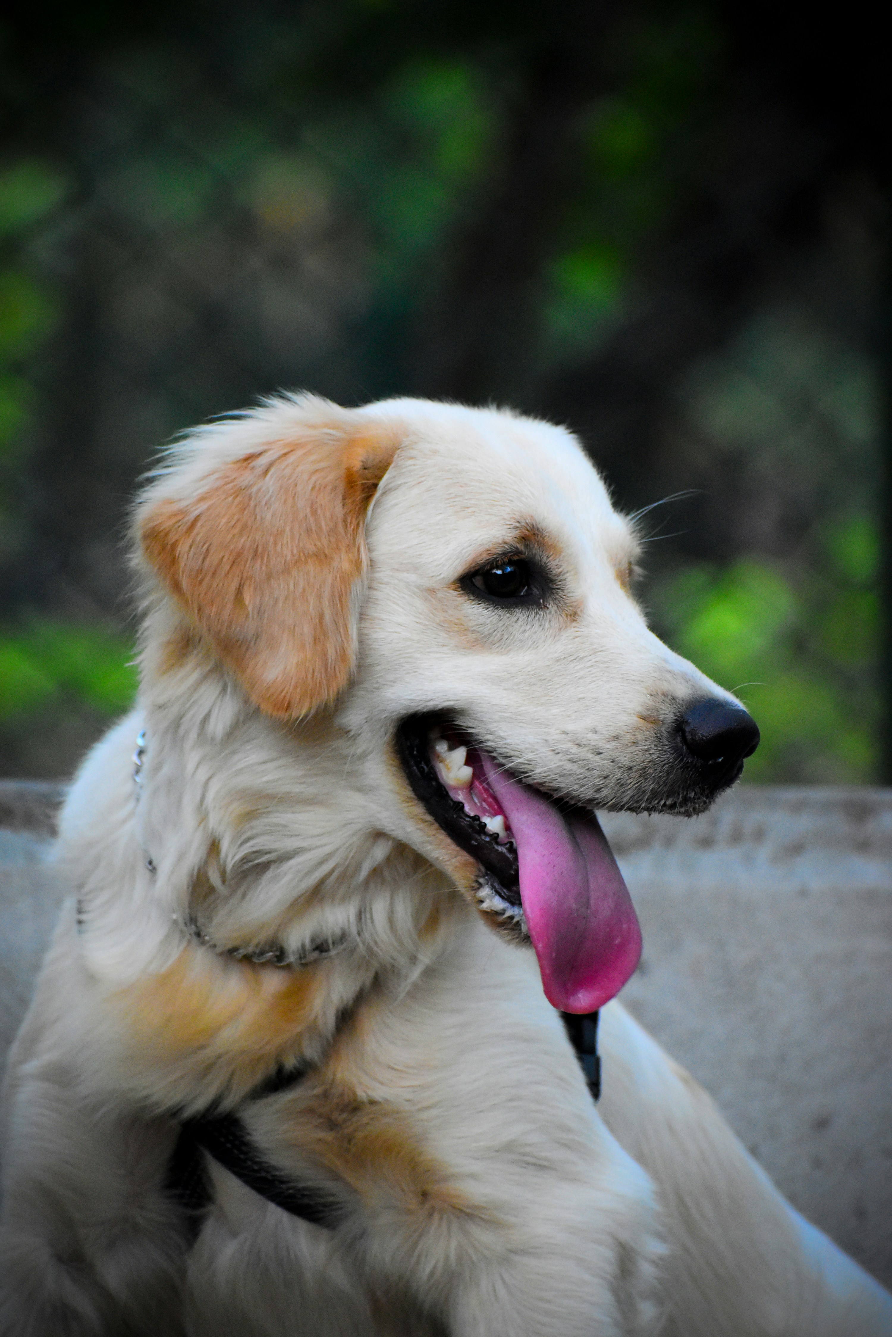 Happy golden retriever with tongue out in park, soft warm afternoon light, bokeh green background