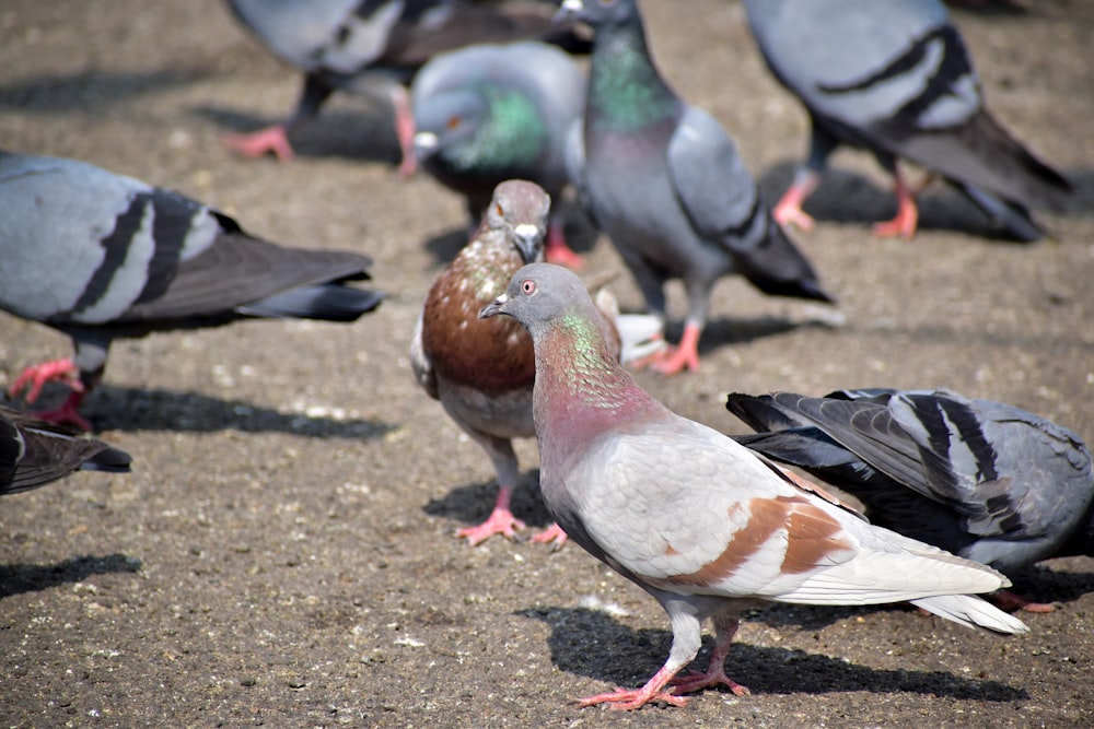 a flock of pigeons standing on the ground