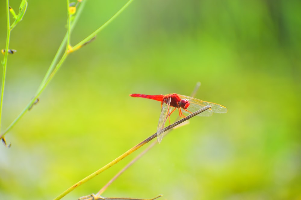 a red dragonfly sitting on top of a green plant