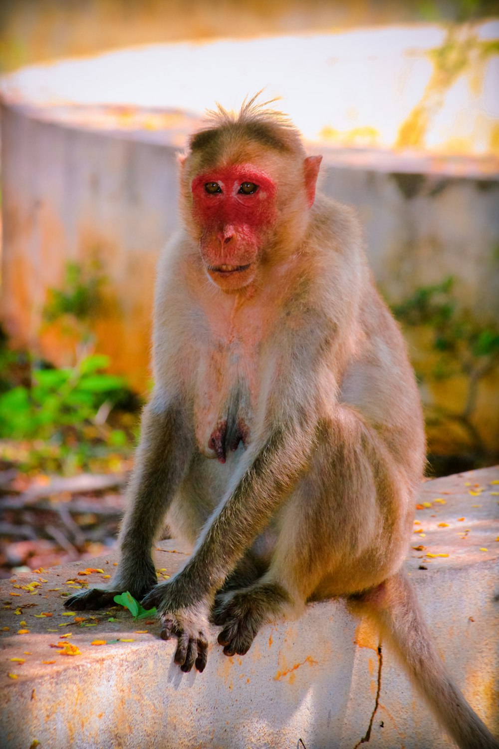 a monkey with a red face sitting on a rock