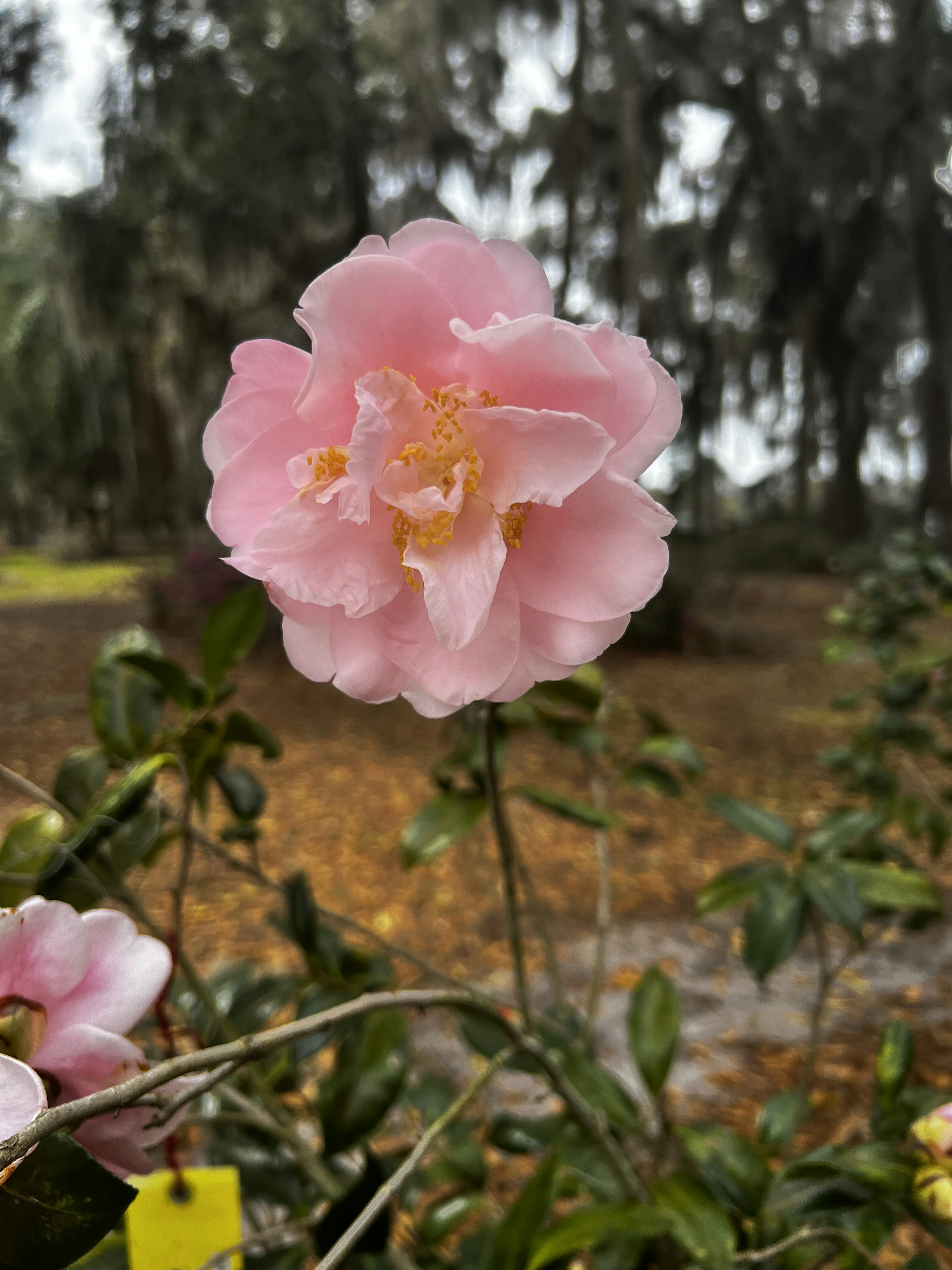 Un fiore rosa sta sbocciando in un giardino
