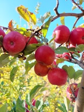 a tree filled with lots of red apples