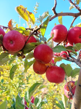 a tree filled with lots of red apples