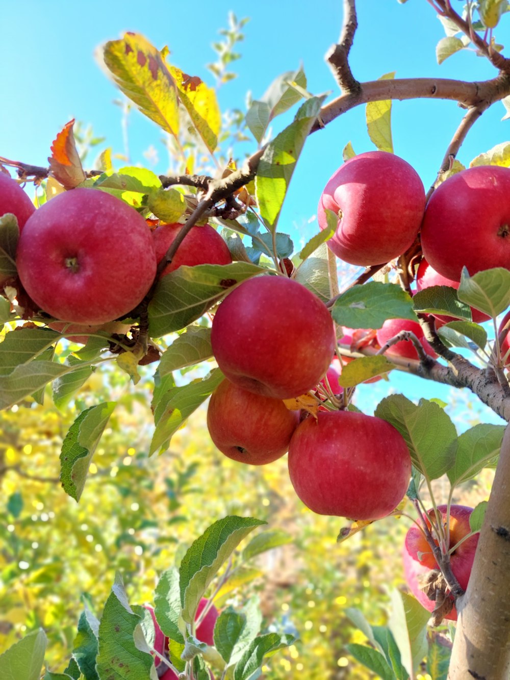 Ein Baum mit vielen roten Äpfeln