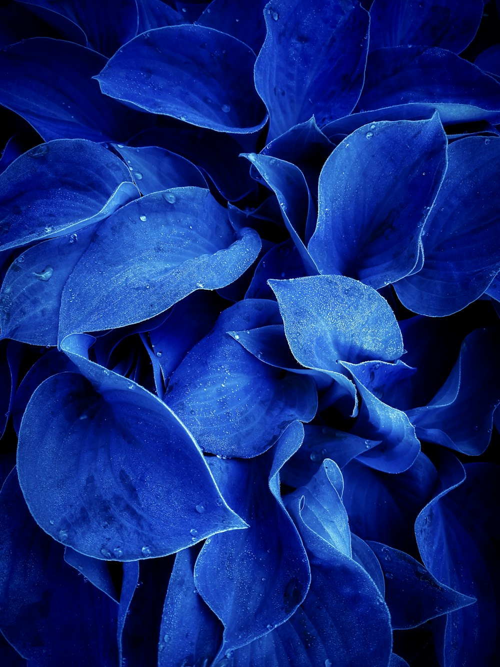 a close up of a blue flower with drops of water on it