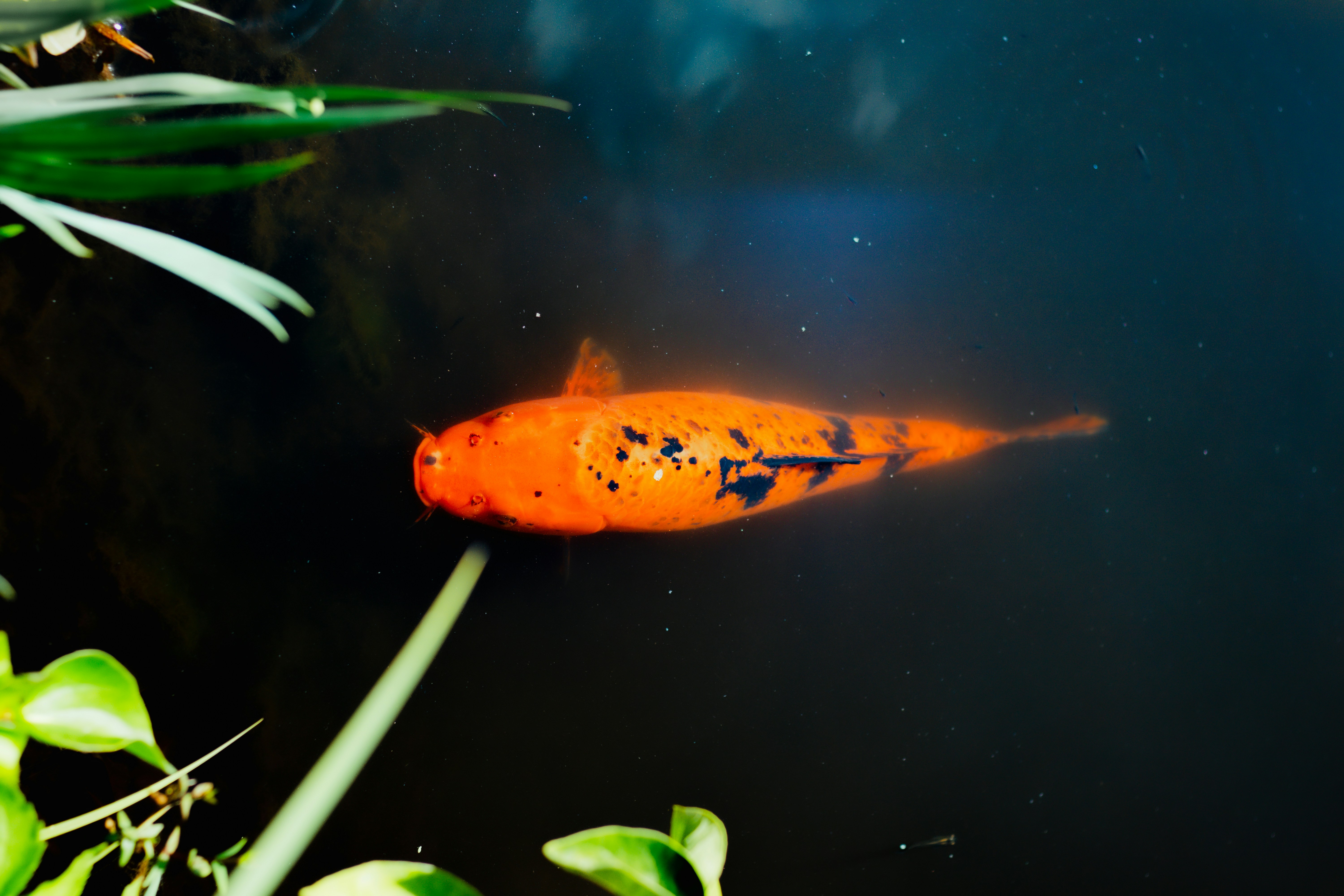 um peixe que está nadando em alguma água