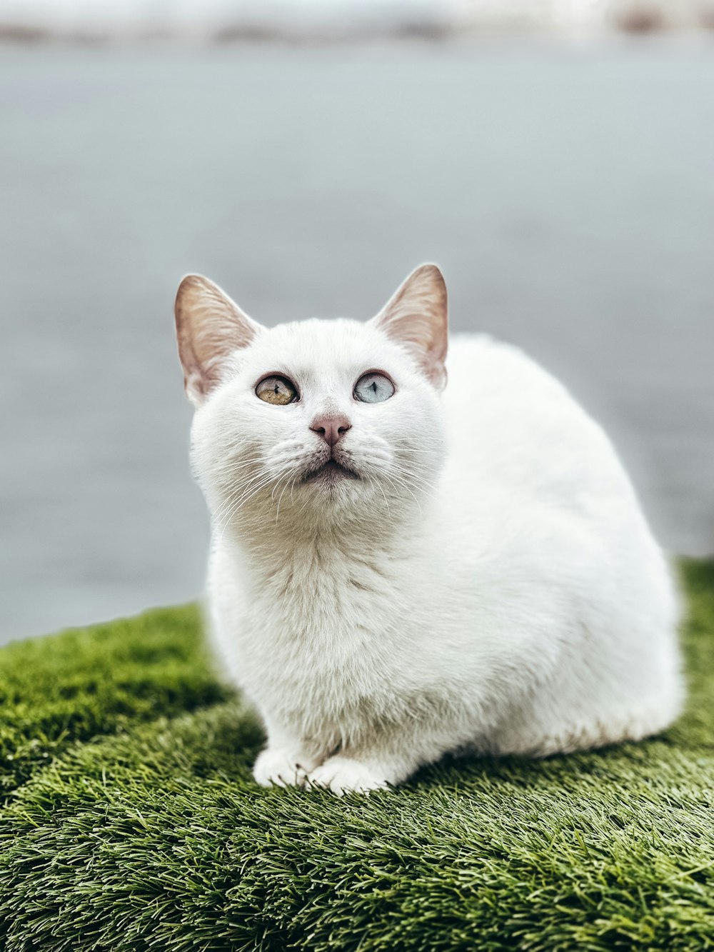 a white cat sitting on top of a lush green field