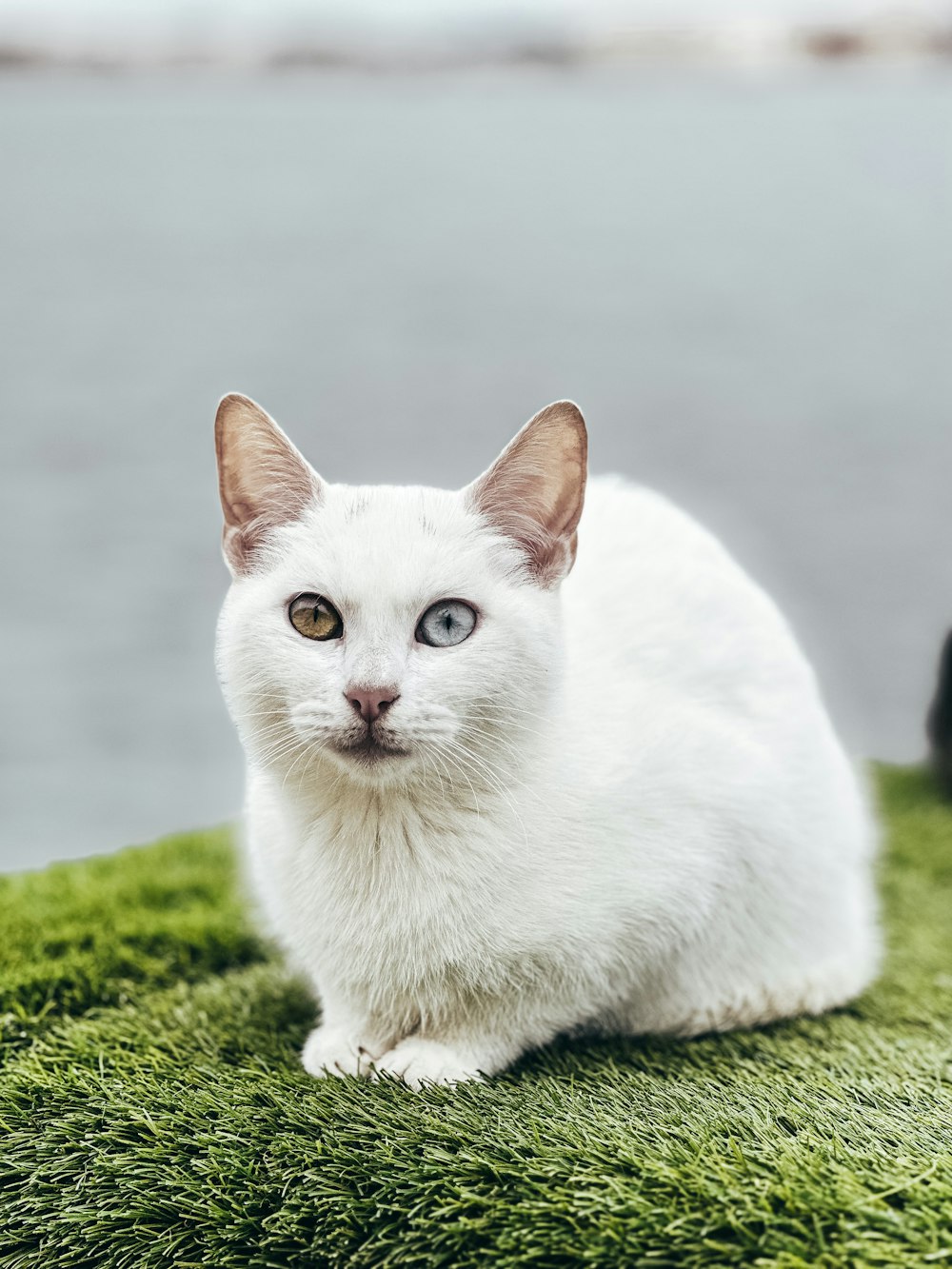 a white cat sitting on top of a lush green field