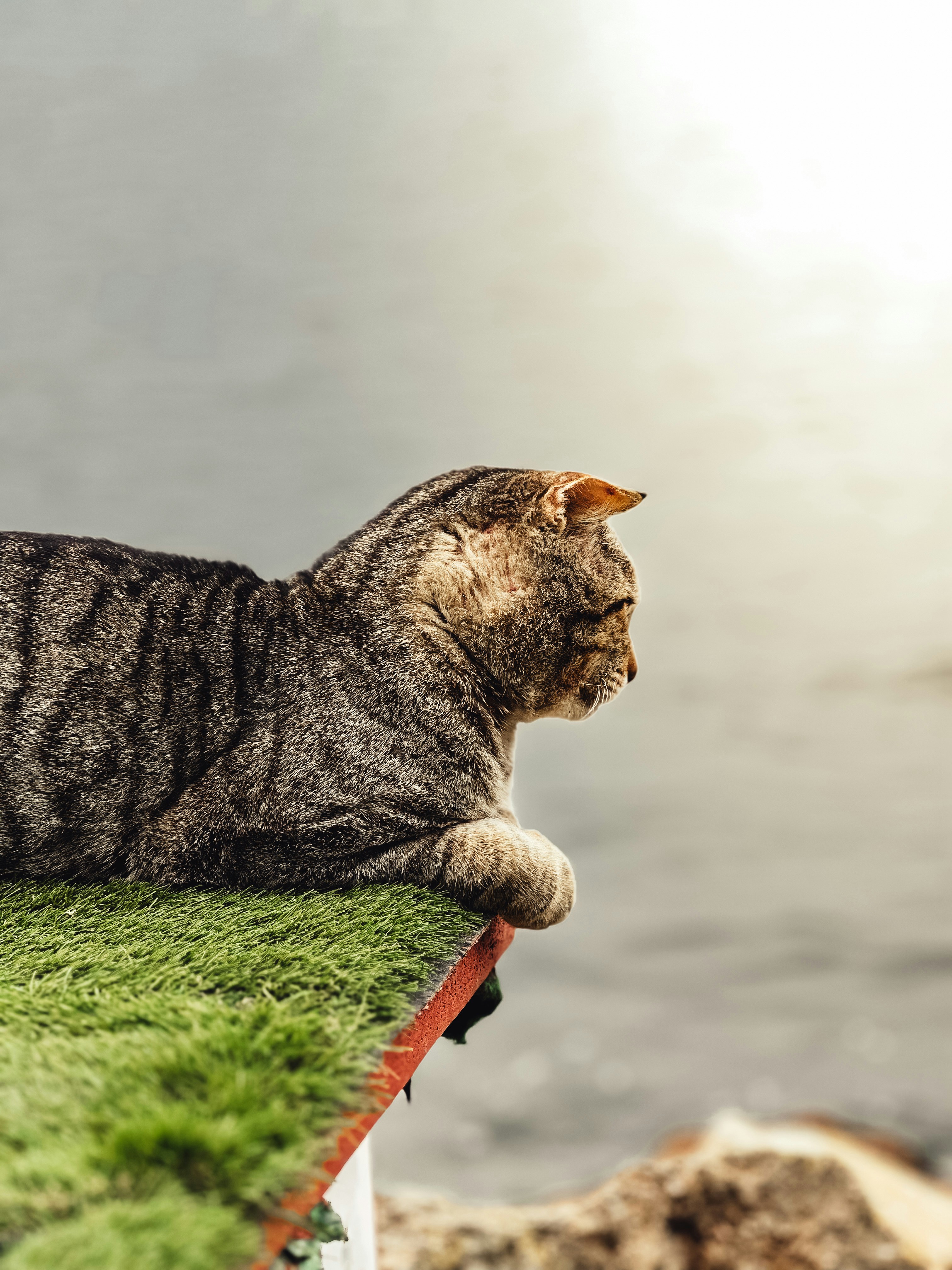 Relaxed cat laying on a clean, green artificial grass surface in a backyard patio setting.
