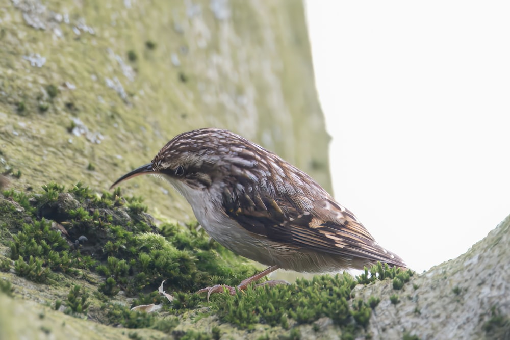 a brown and white bird standing on a rock