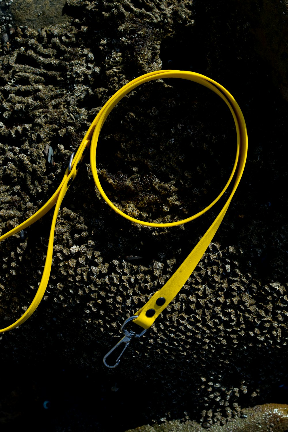 a yellow leash laying on top of a rock