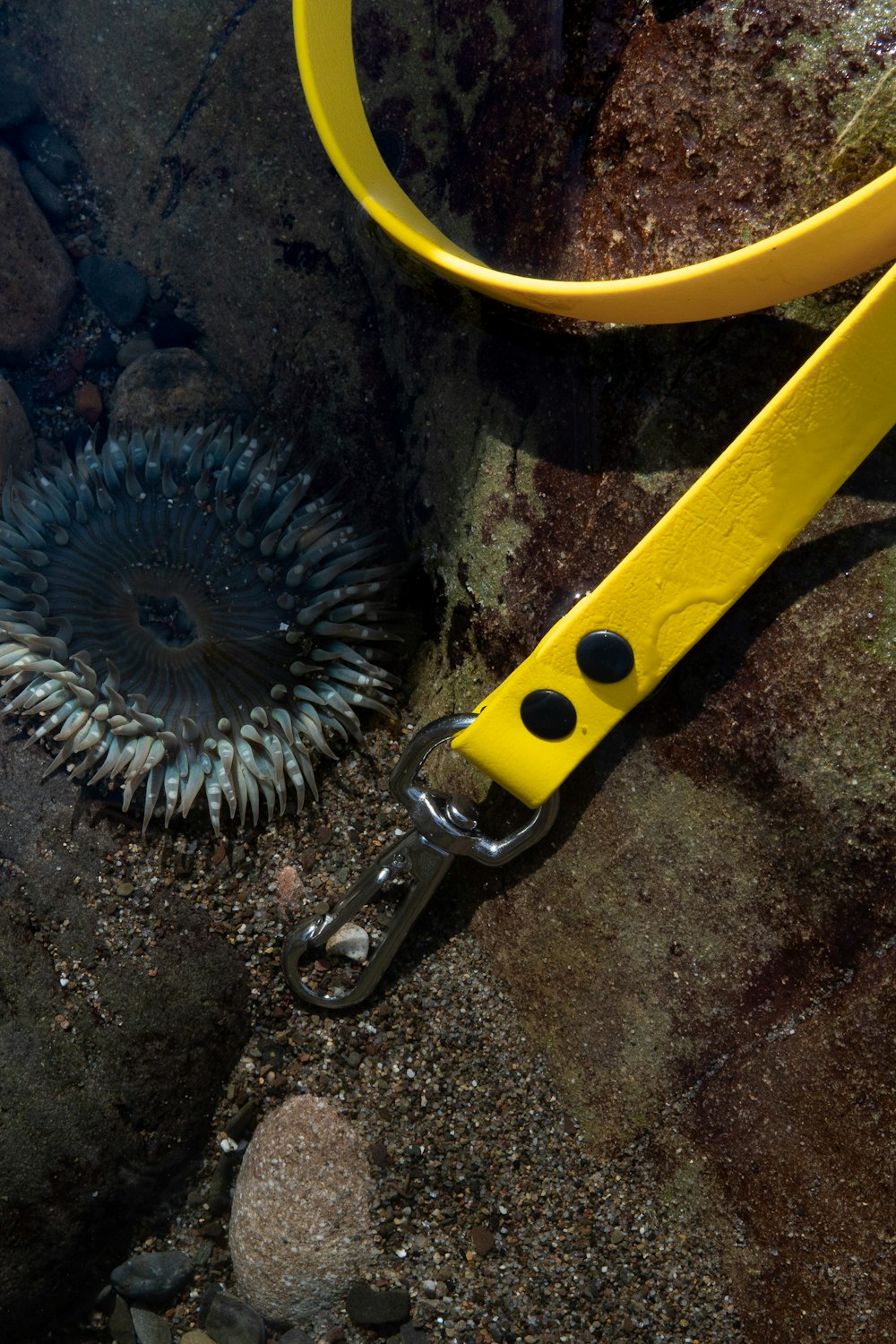 a pair of yellow leashes laying on top of a rock