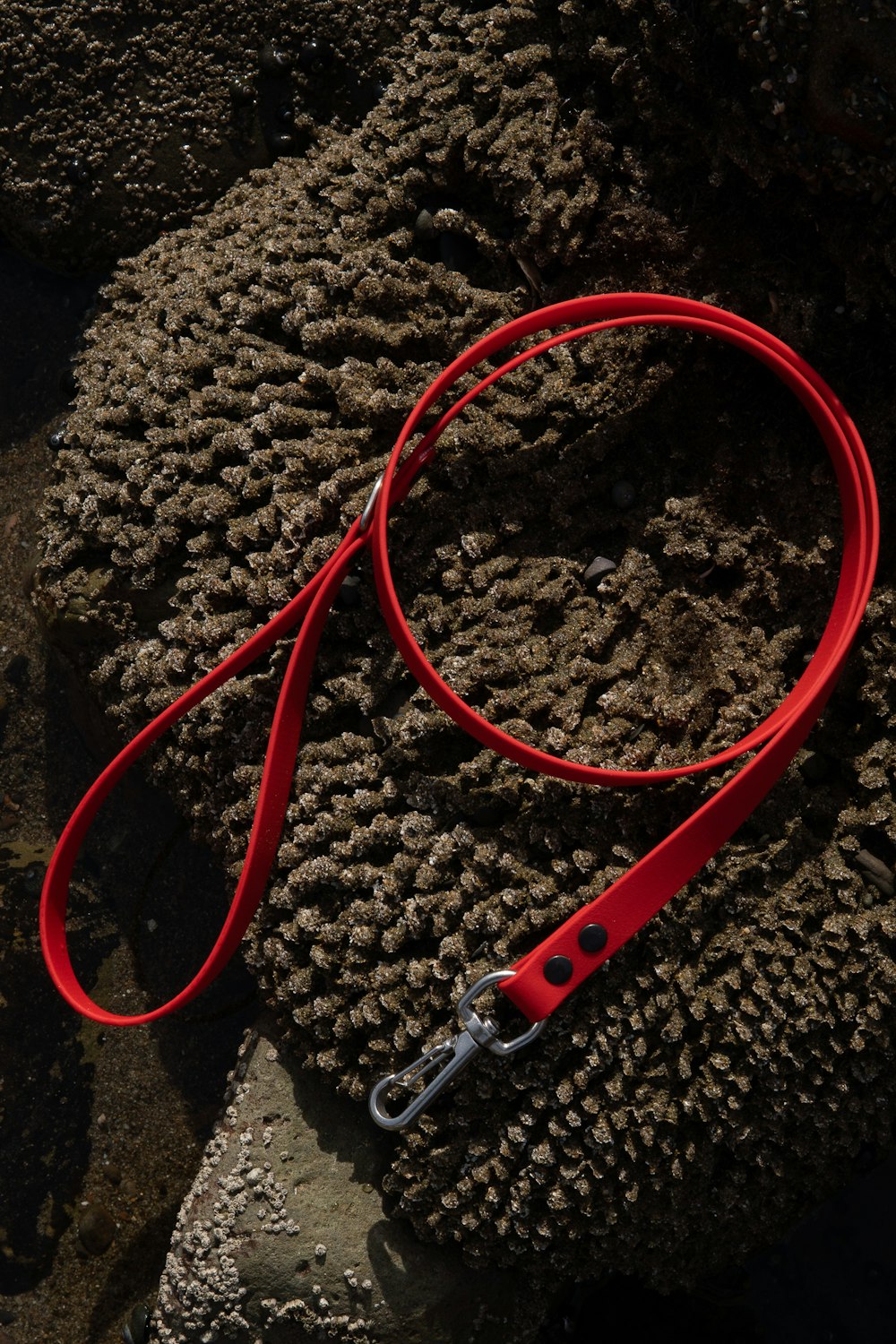 a red leash laying on top of a rock