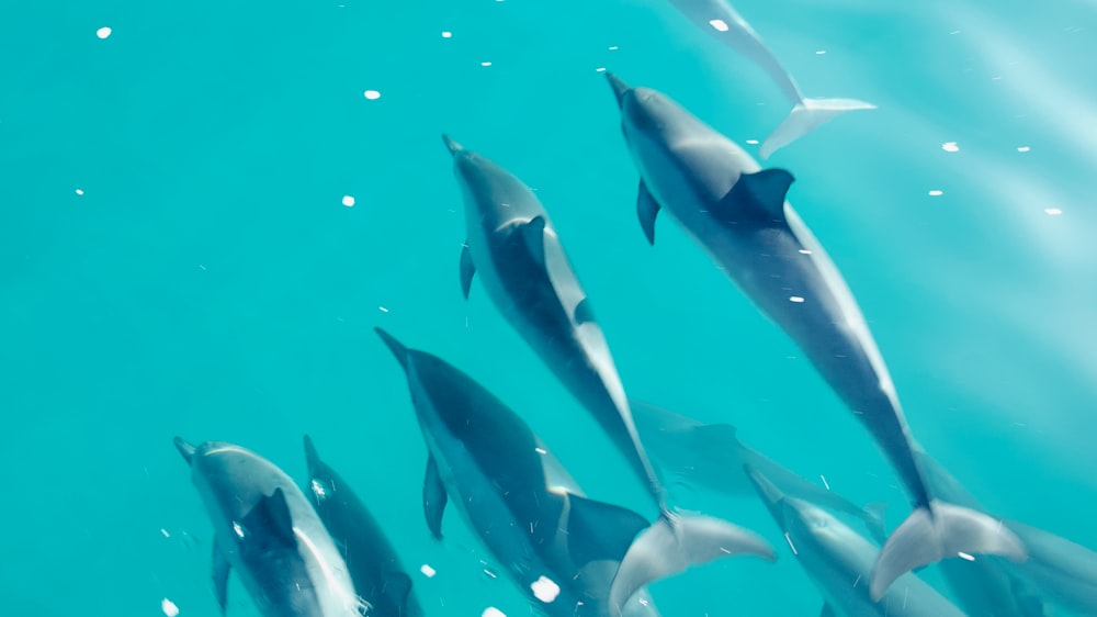 a group of dolphins swimming in the ocean