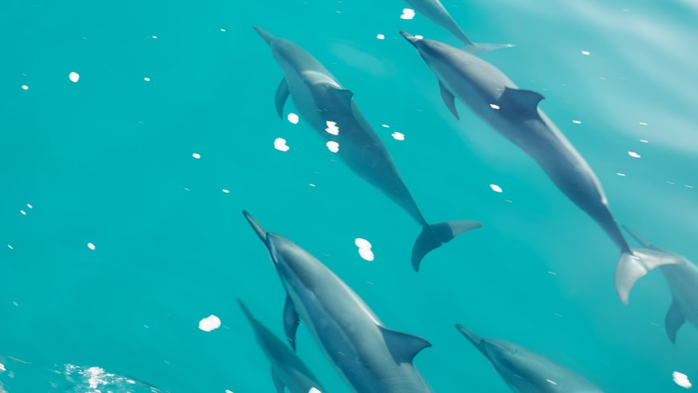 a group of dolphins swimming in the ocean