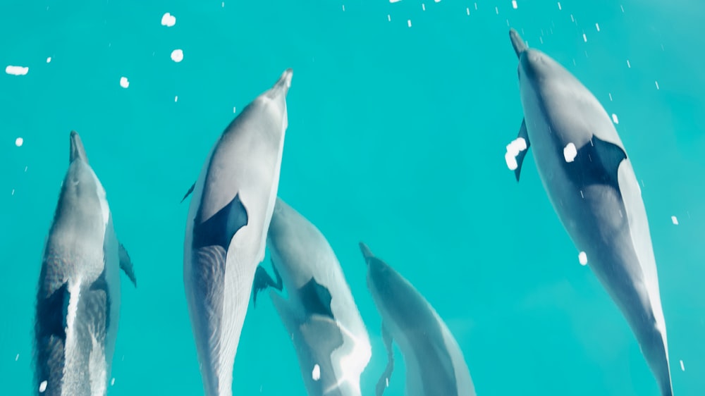 a group of dolphins swimming next to each other