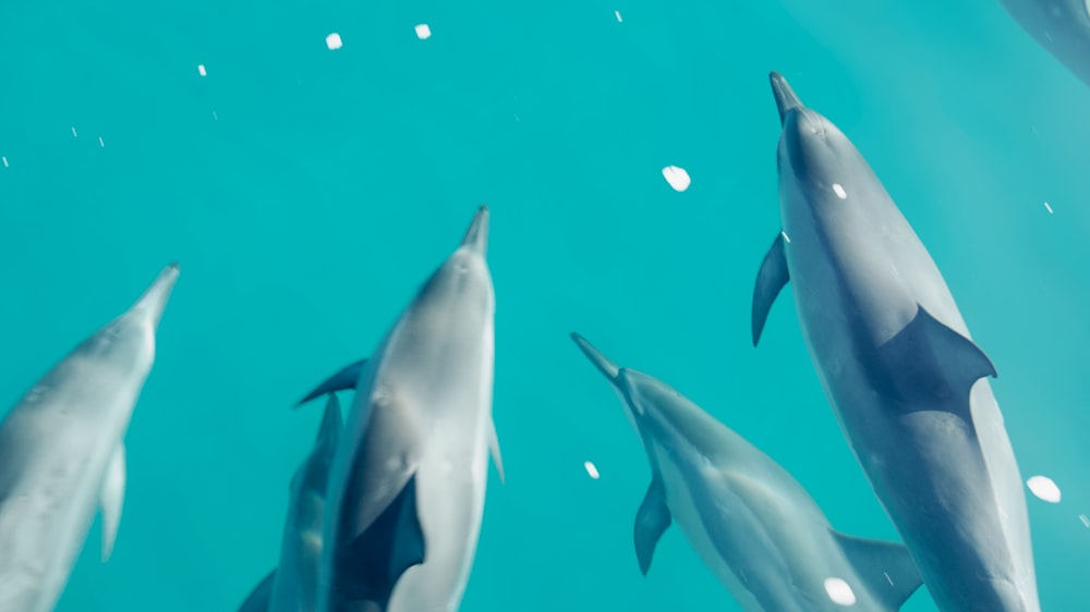 a group of dolphins swimming in the ocean