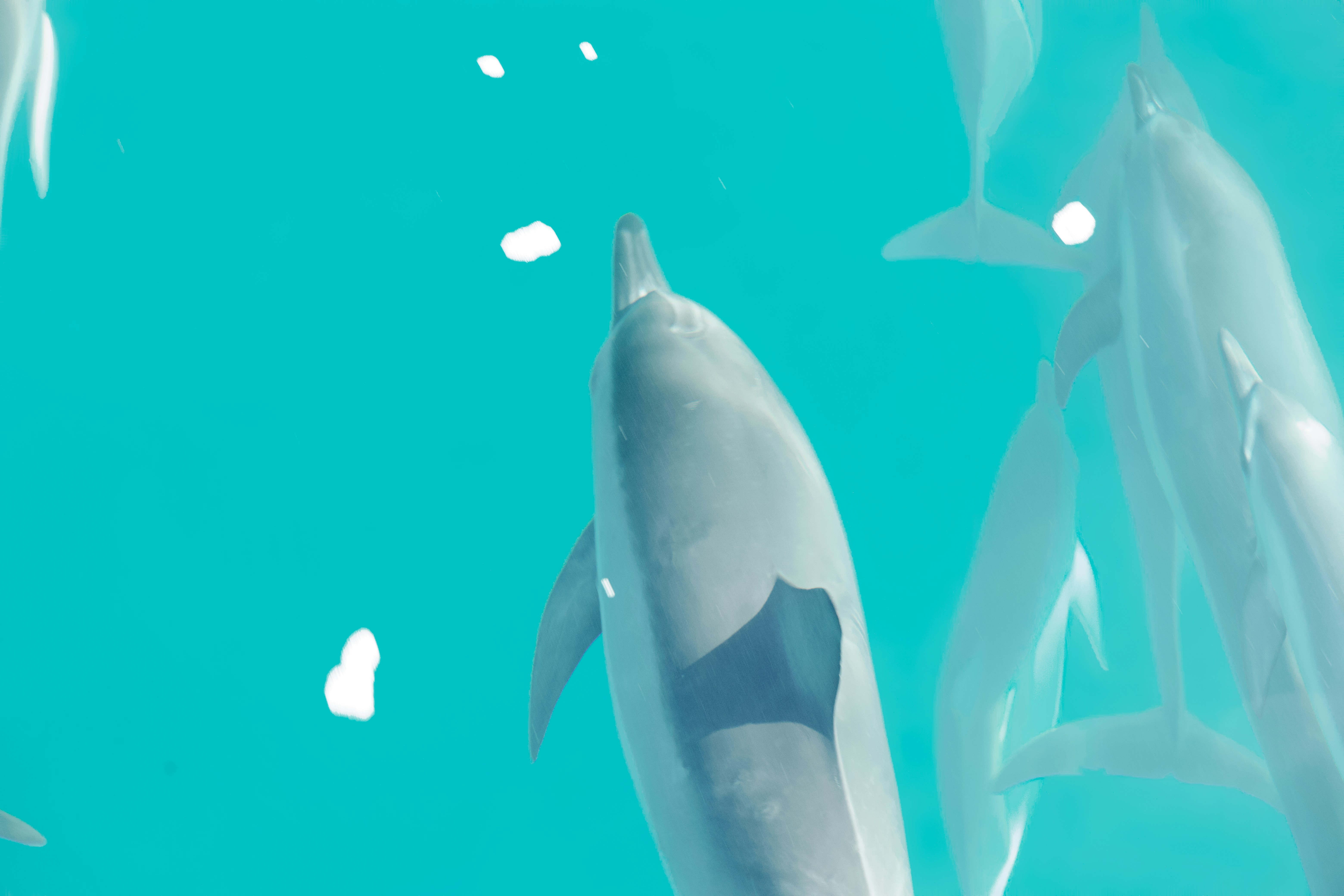 a group of dolphins swimming next to each other