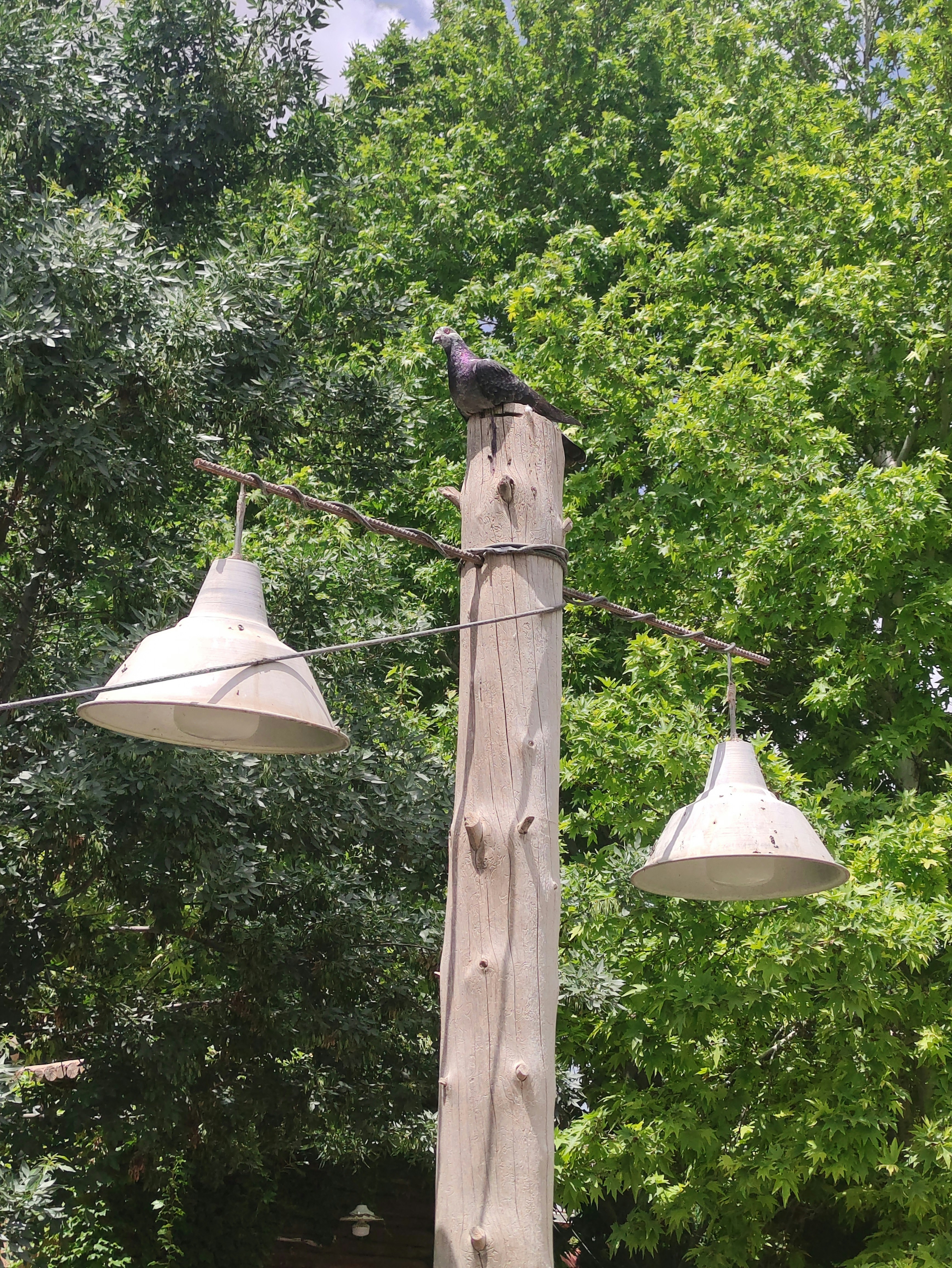 a bird sitting on top of a wooden pole