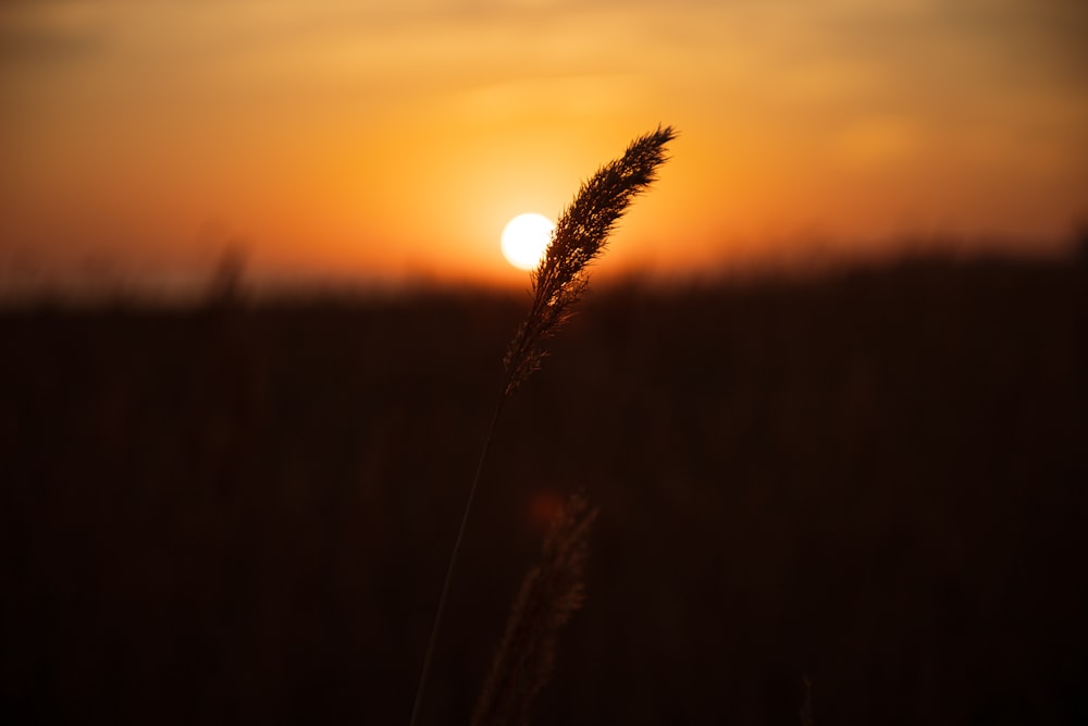 the sun is setting over a field of tall grass