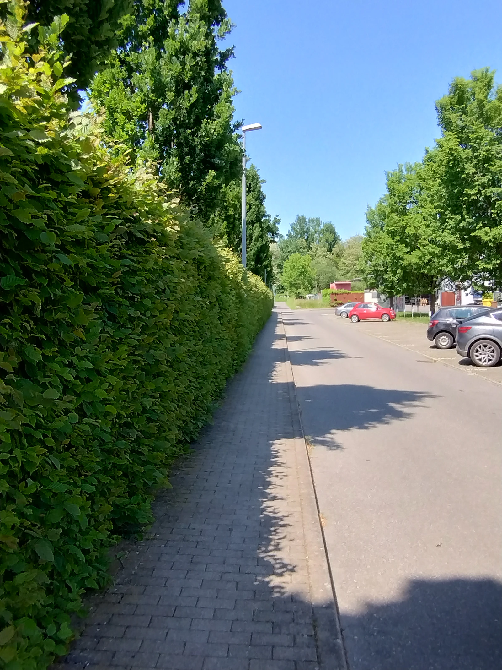 Wąski ogród z zielonym szpalerem i wolną przestrzenią trawnika