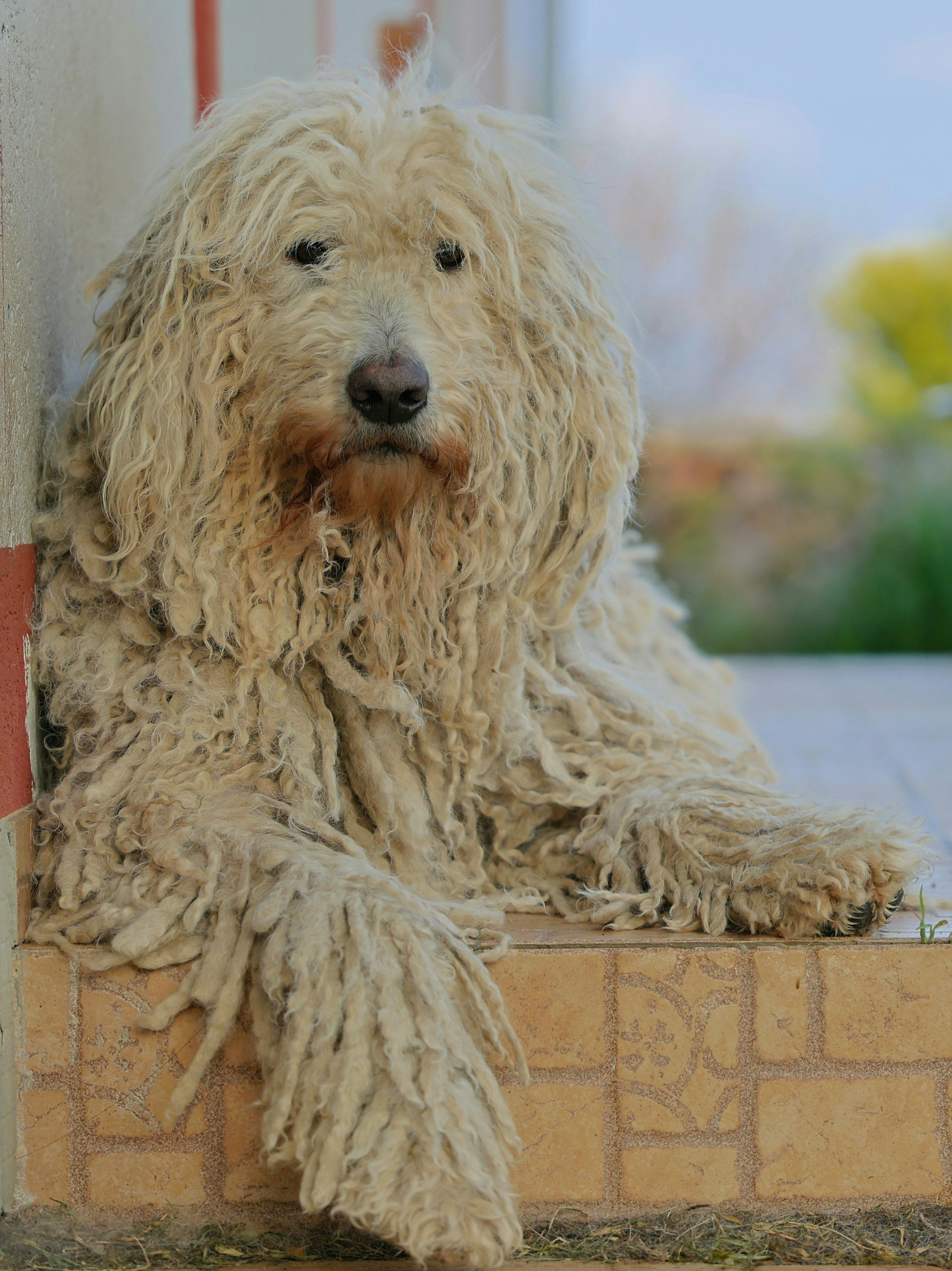 a shaggy dog sitting on a brick wall