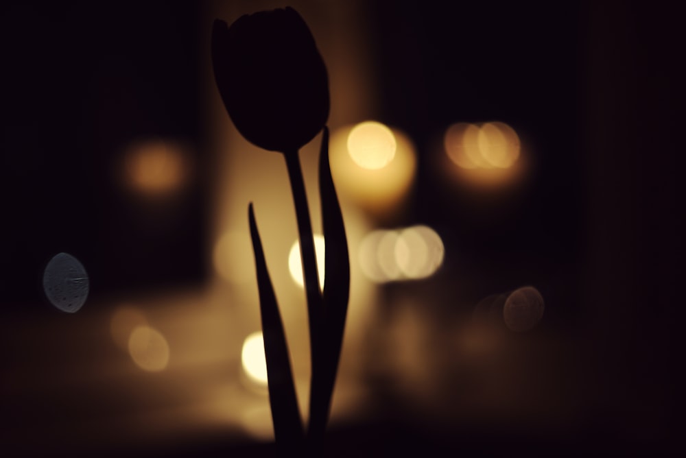 a close up of a single flower in the dark