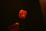a single red tulip in a dark room
