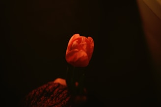 a single red tulip in a dark room