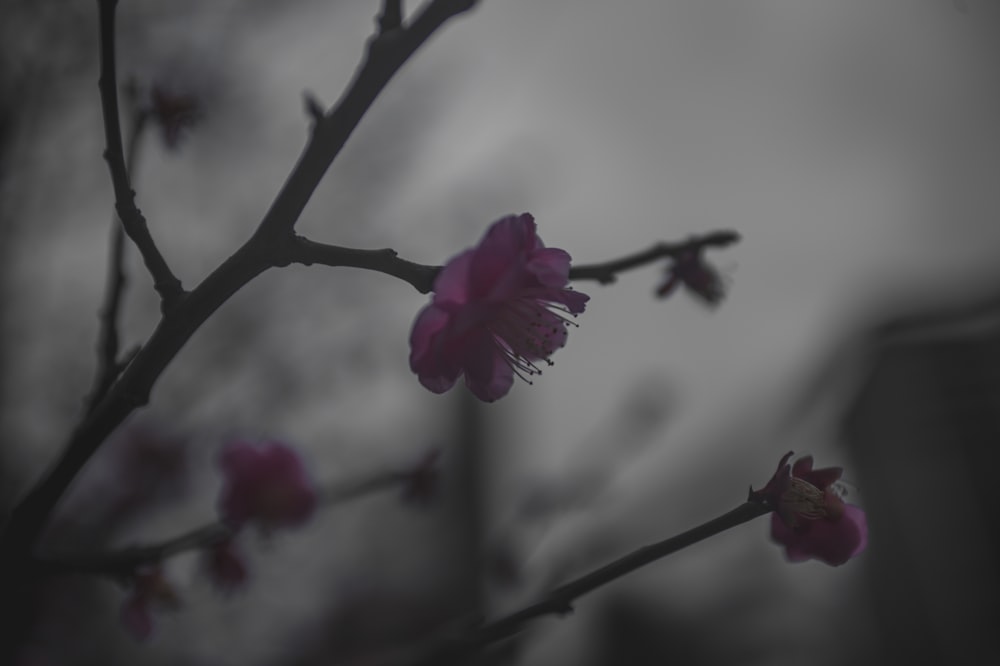 ein Zweig mit rosa Blumen vor einem bewölkten Himmel