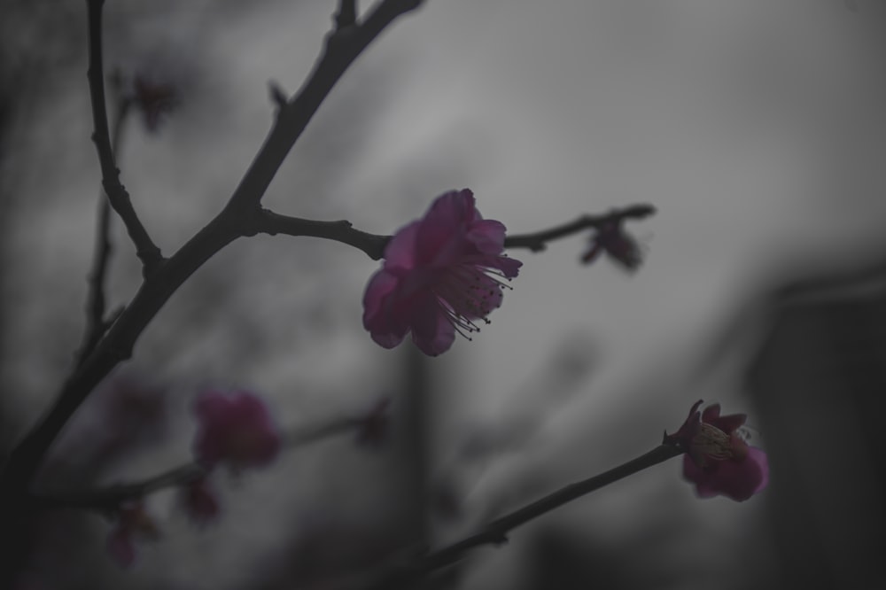 a branch with pink flowers on it against a cloudy sky