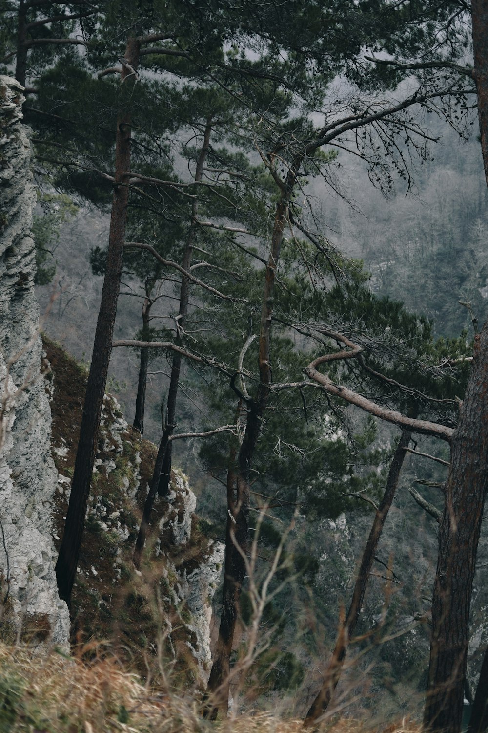 a forest filled with lots of tall trees