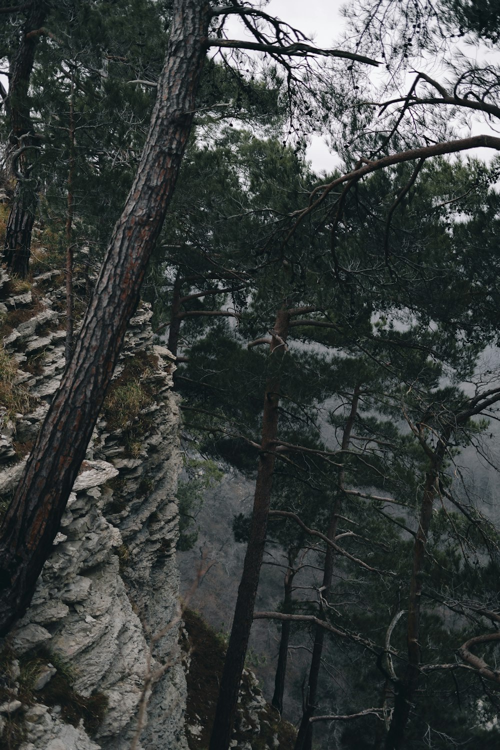 a couple of trees that are next to a cliff