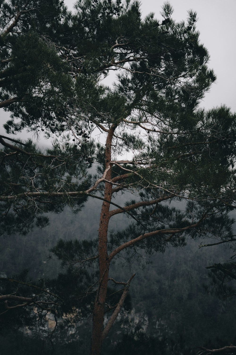 a tall pine tree sitting next to a forest