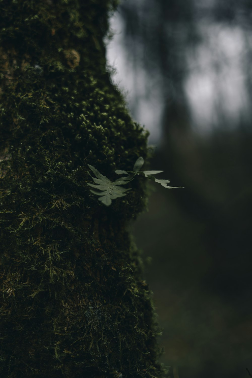 a close up of a moss covered tree