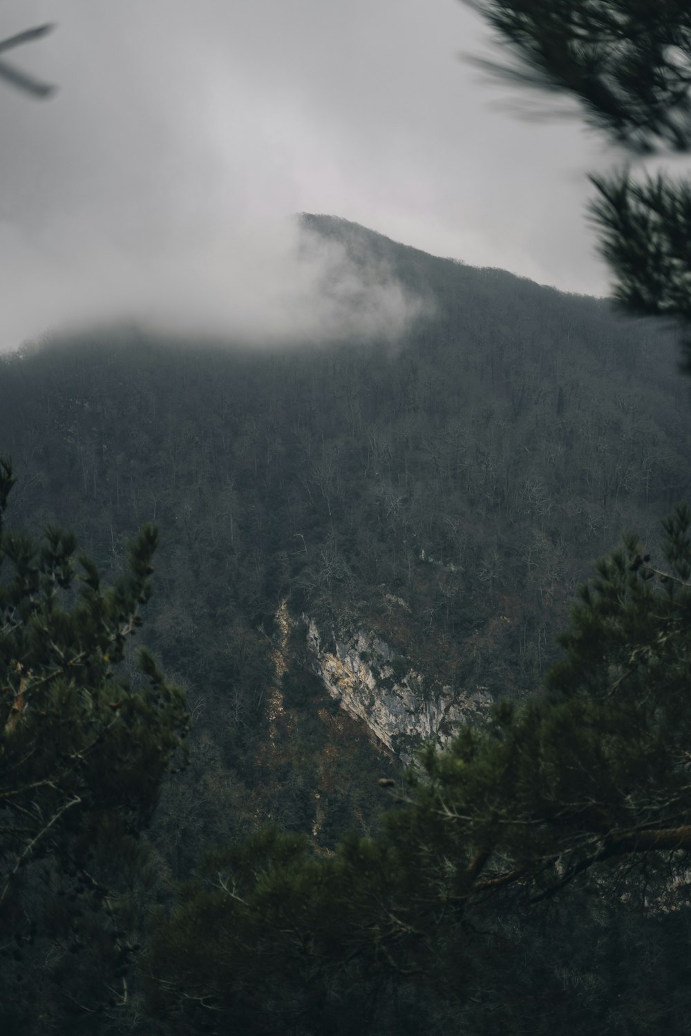 a view of a mountain through the trees