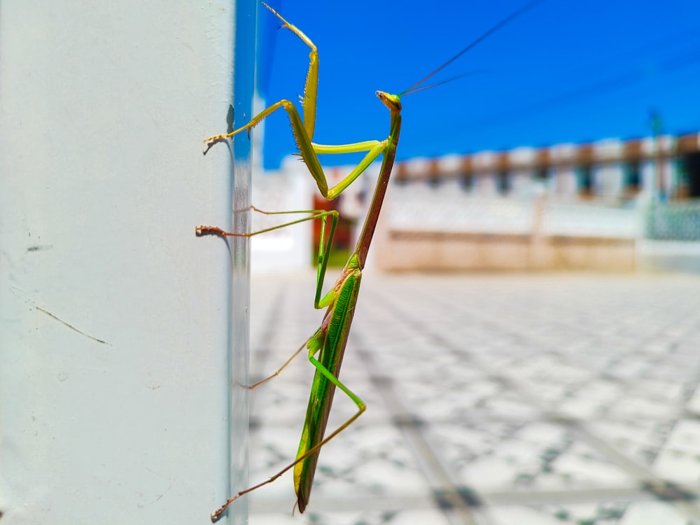 un gran insecto verde sentado en el costado de un edificio