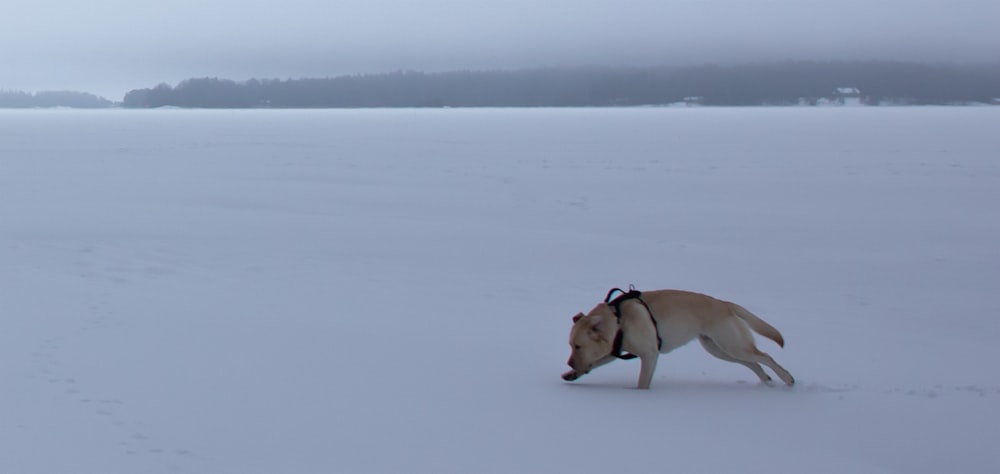 a dog is sniffing the ground in the snow