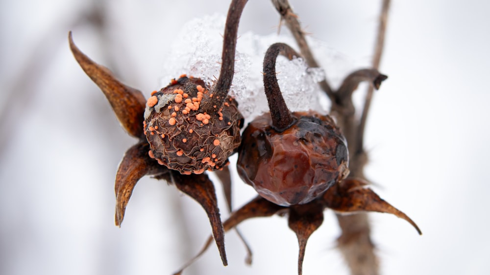 Un primer plano de una flor con nieve en ella