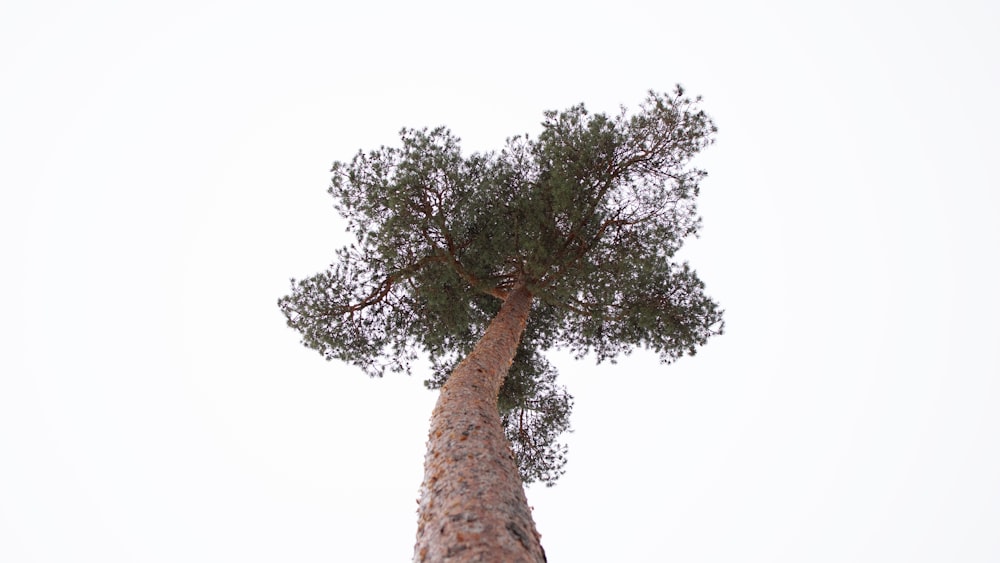 un albero alto con foglie verdi in cima
